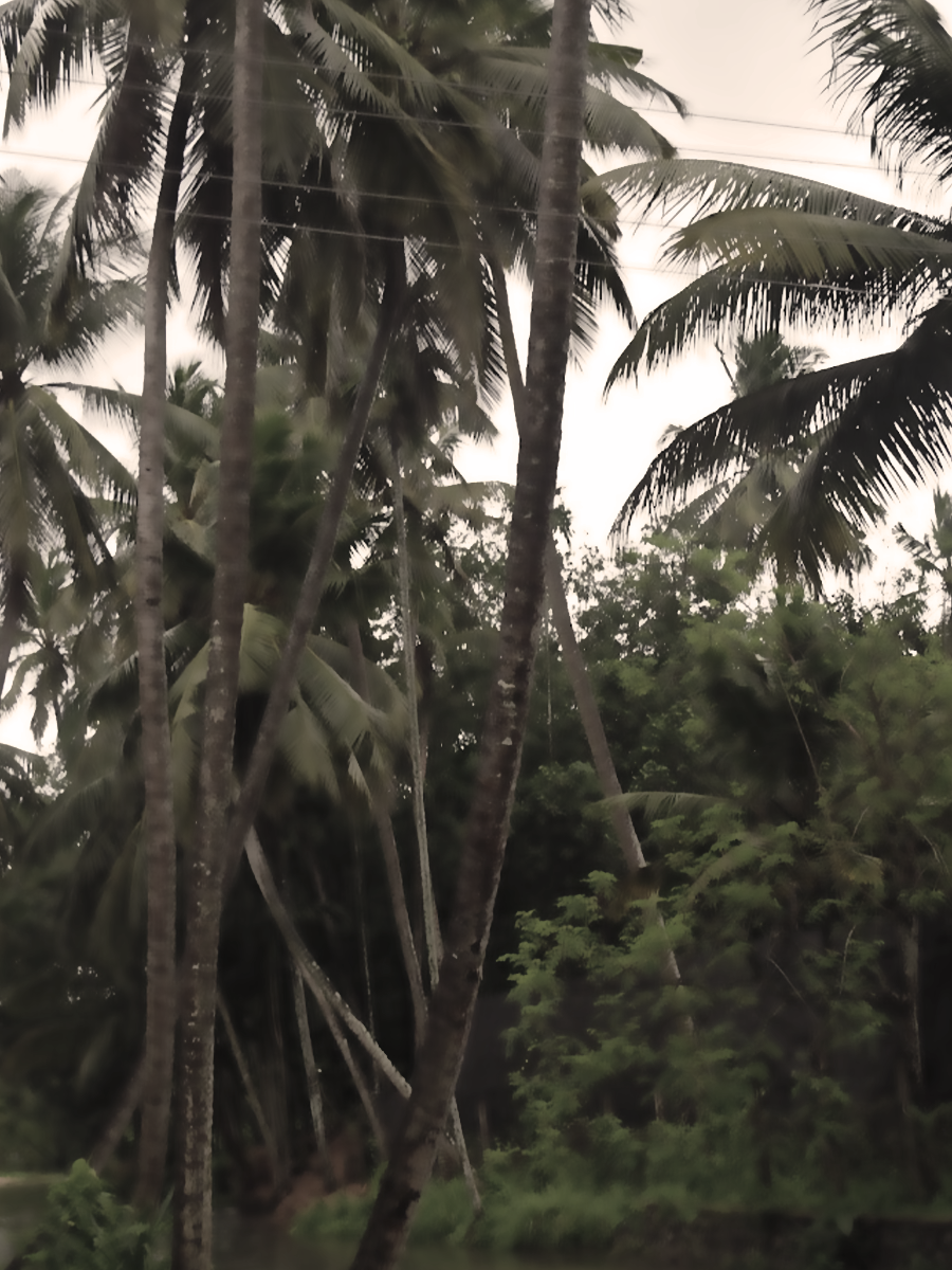 Palm trees against a pale sky.